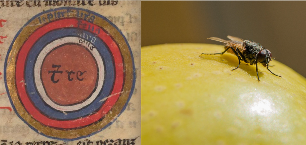 At left: a geographical diagram from a medieval manuscript. A brown orb, labelled “Earth”, surrounded by white, blue, red, & gold rings labelled “water”, “air”, “fire”, & “pure air”. At right: a housefly walking across the surface of a yellow apple. 